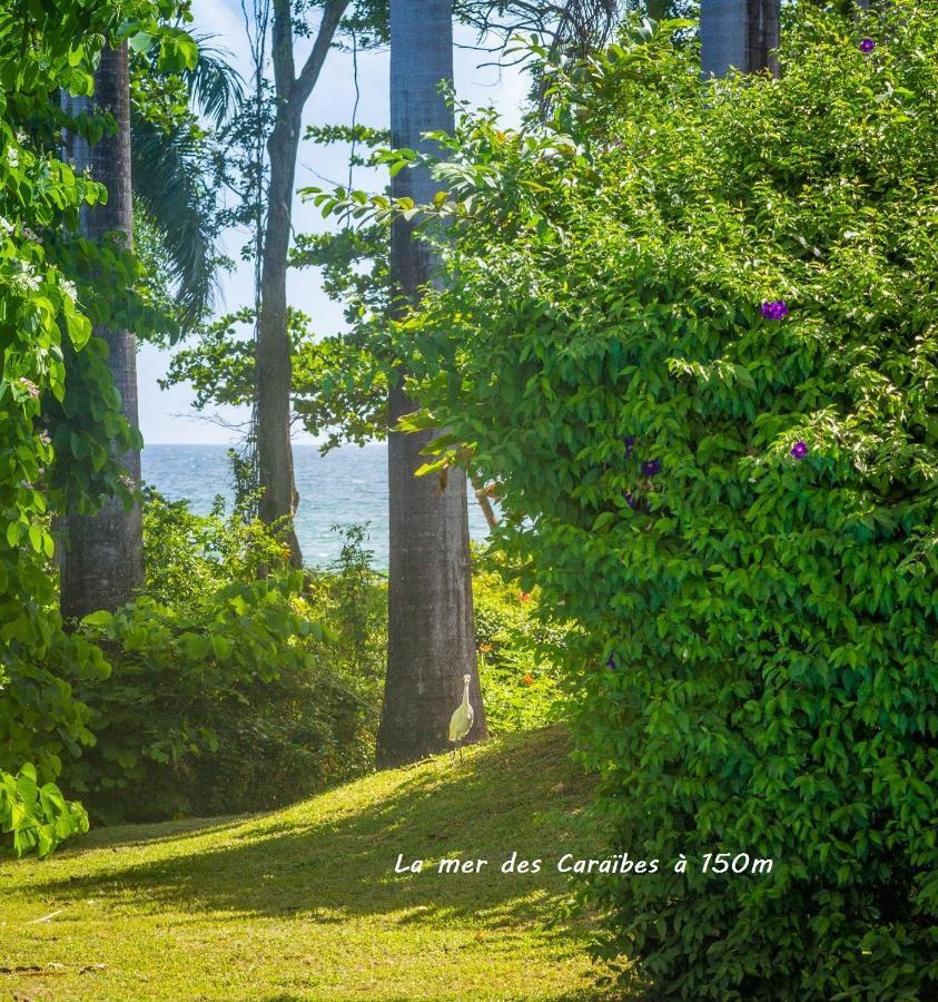 Villa Cezanne ซานต์-โรส ภายนอก รูปภาพ